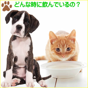 与え方や使用例